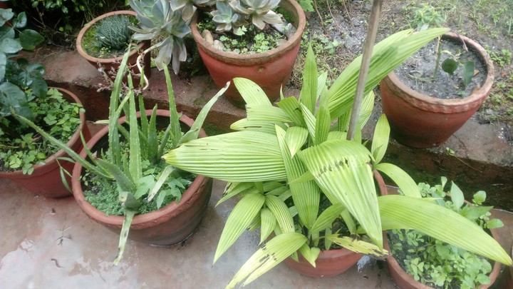 plants