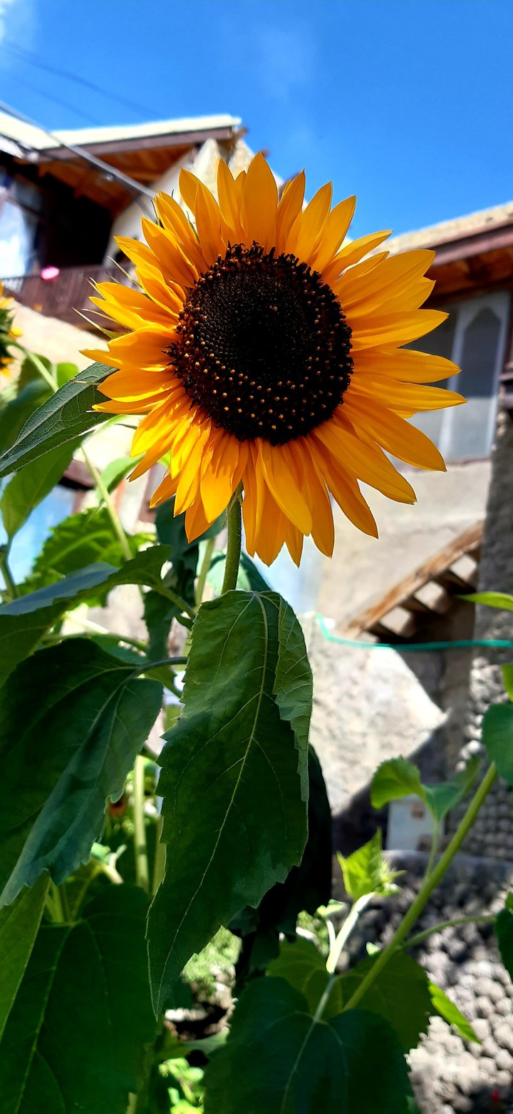 Sunflower