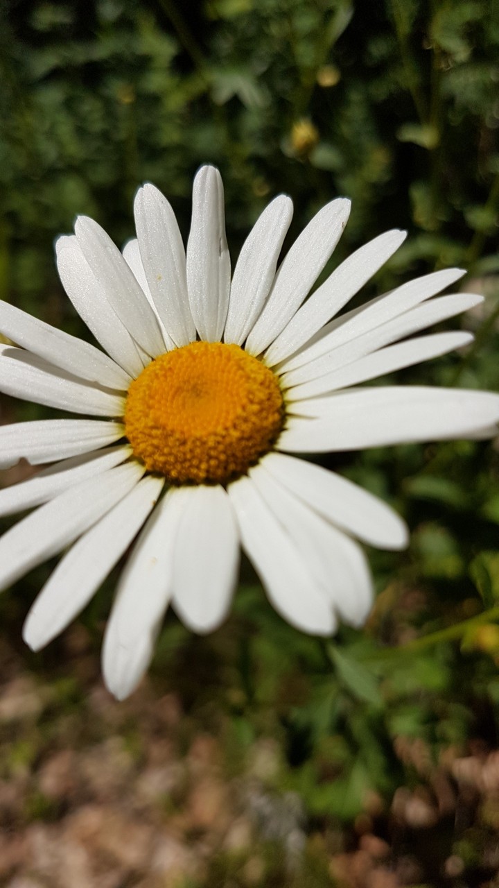 margareta