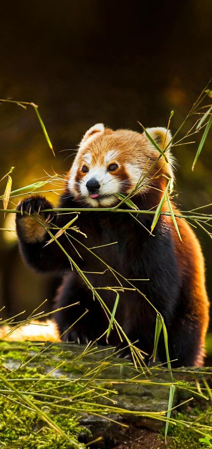 animal