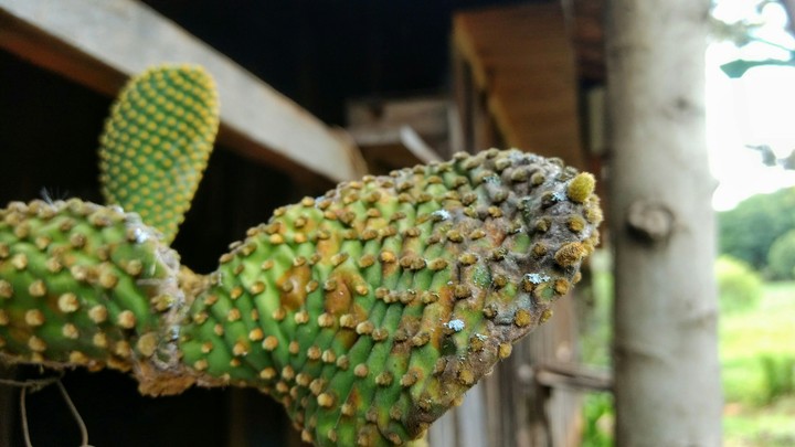cactus