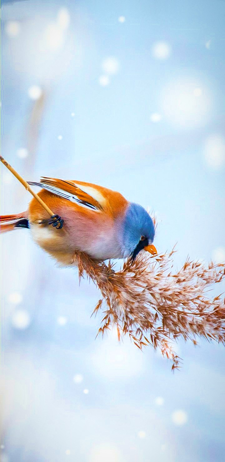 ? Bird ?