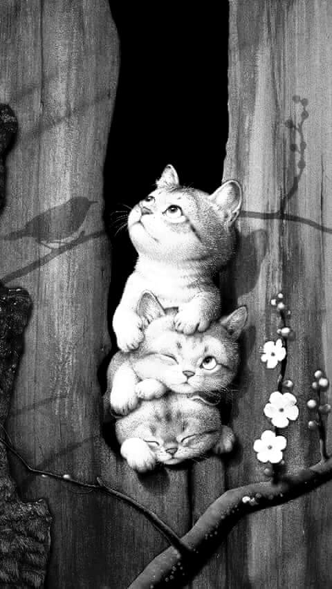 Cats