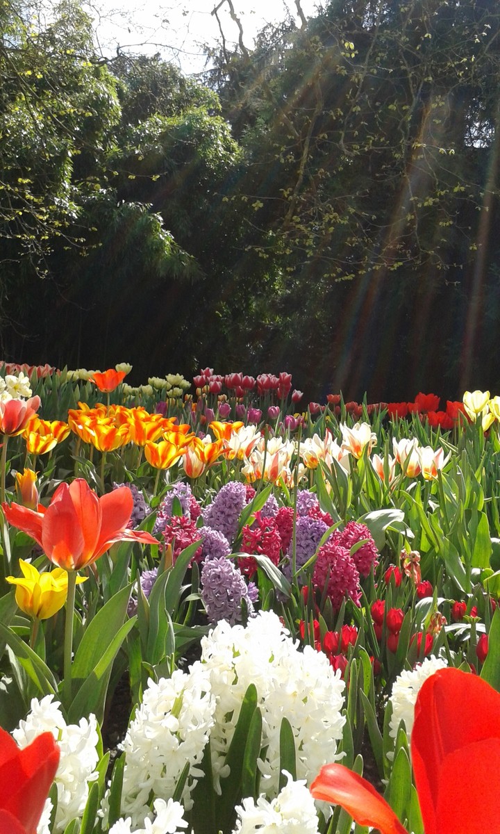 Beautiful  flowers 