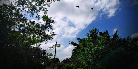 selva