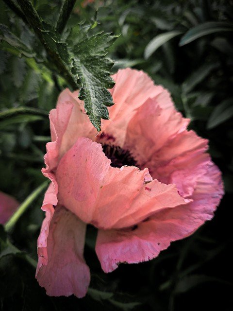 Poppy