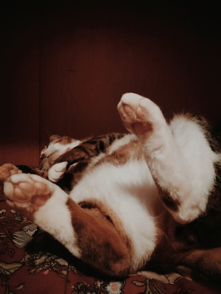 Gatto