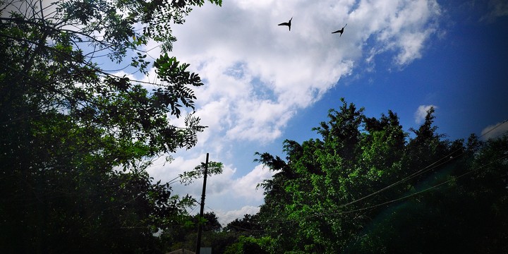 selva