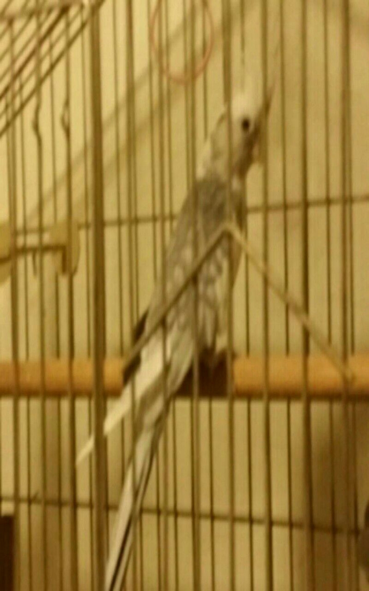 R.I.P. GREY BIRD