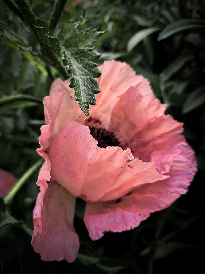 Poppy