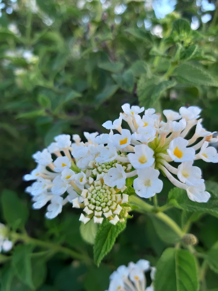 Flowersss