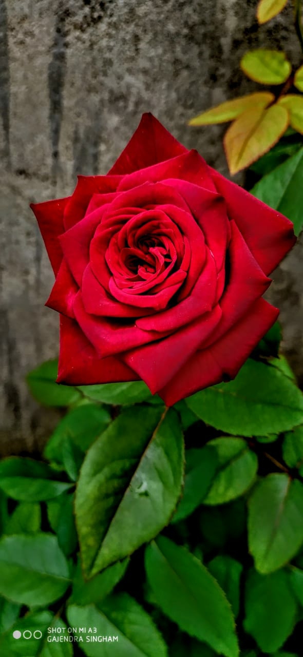 rose