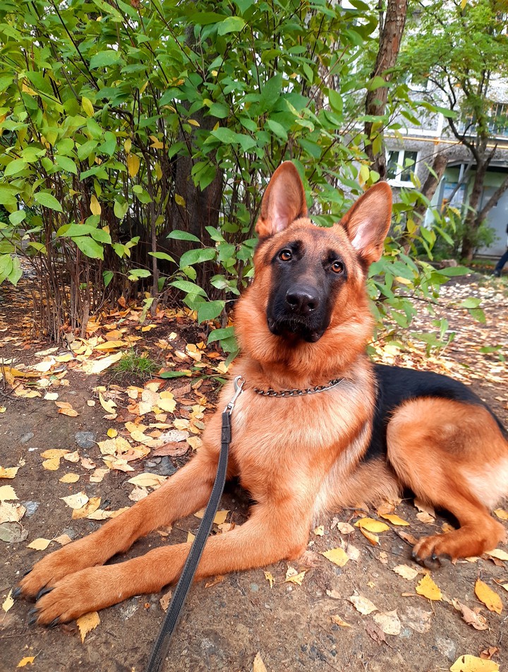 german shepherd Gray