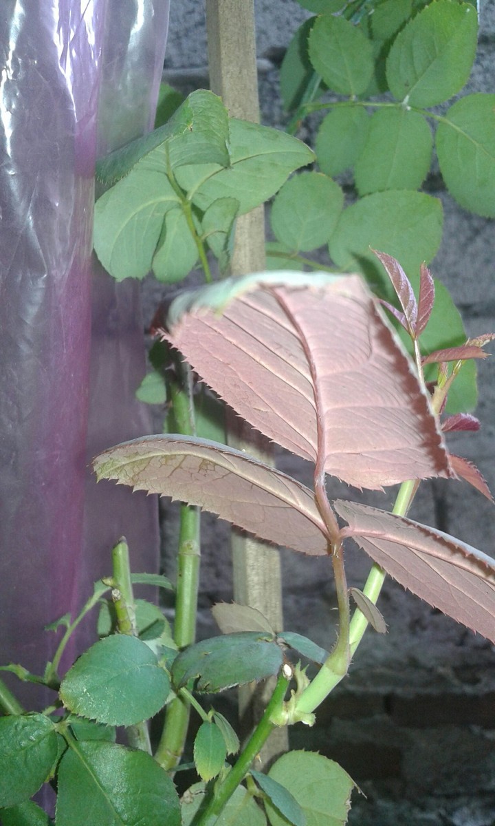 leaf