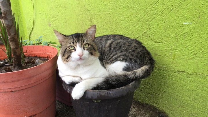 es  muy guapo Benito 