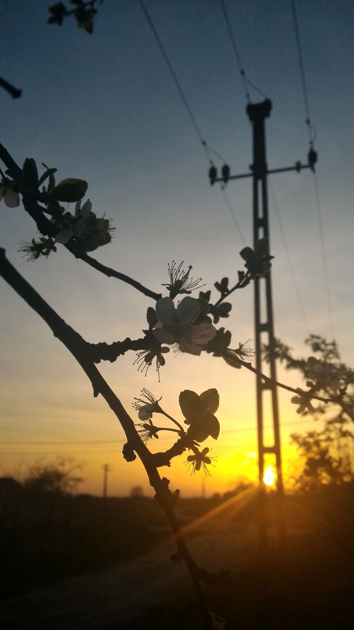 Flowers.