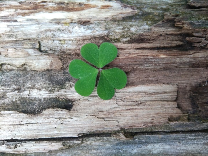 clover
