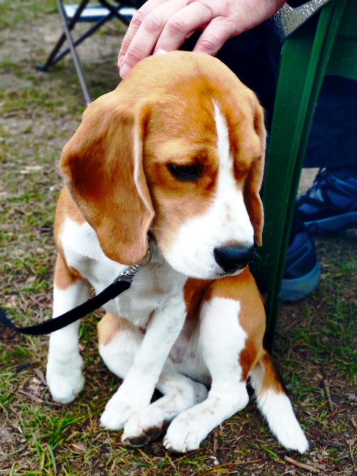 beagle