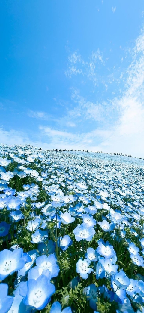 petal, blue wallpapers