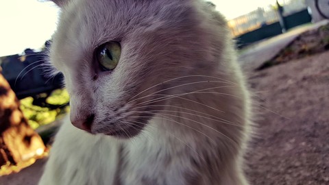 cat