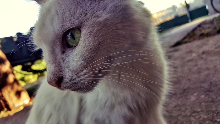 cat