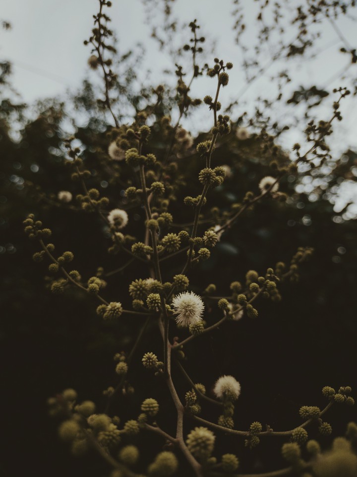 macro