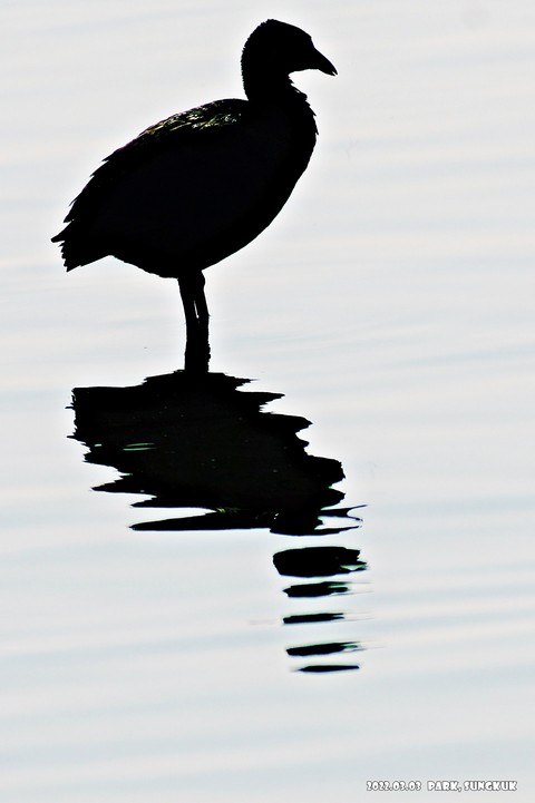 wing, beak Hintergrundbilder