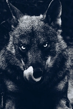 Black wolf