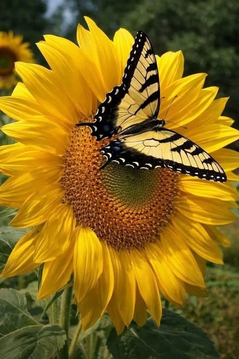 sfondi swallowtails, flower