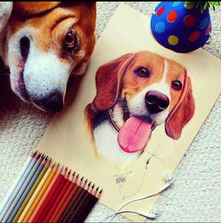 beagle
