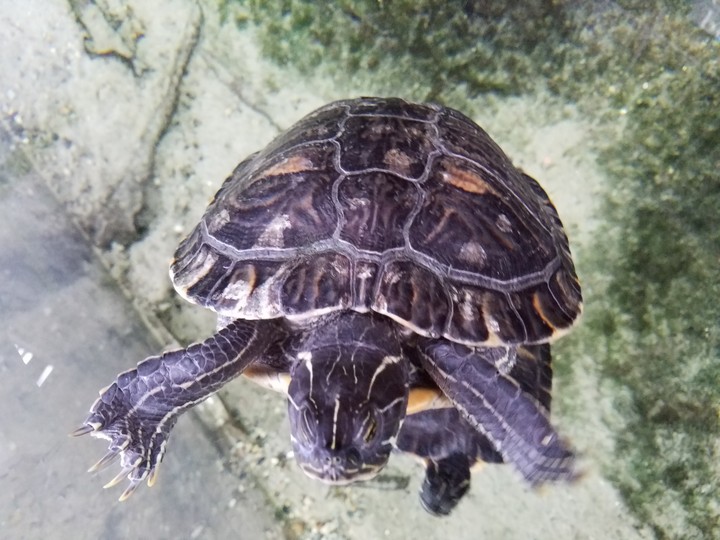 turtle power