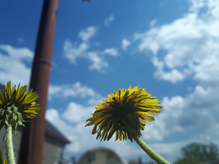 dandelion