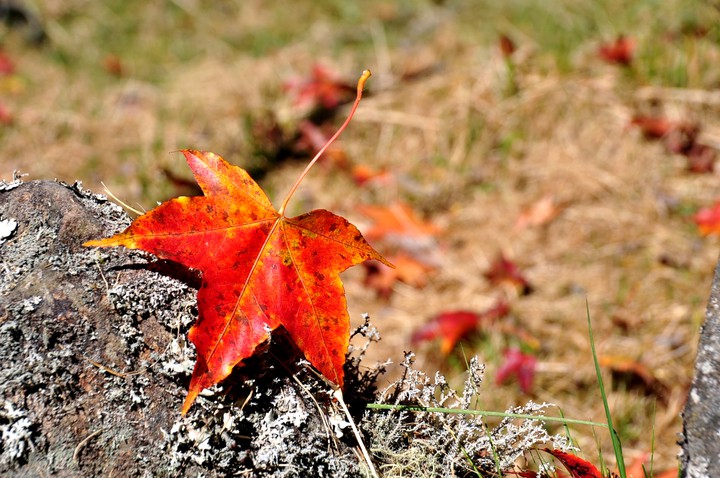 Autumn scenery