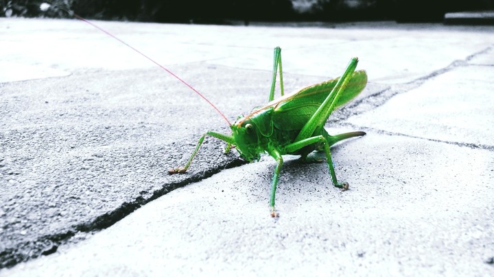 Grasshopper