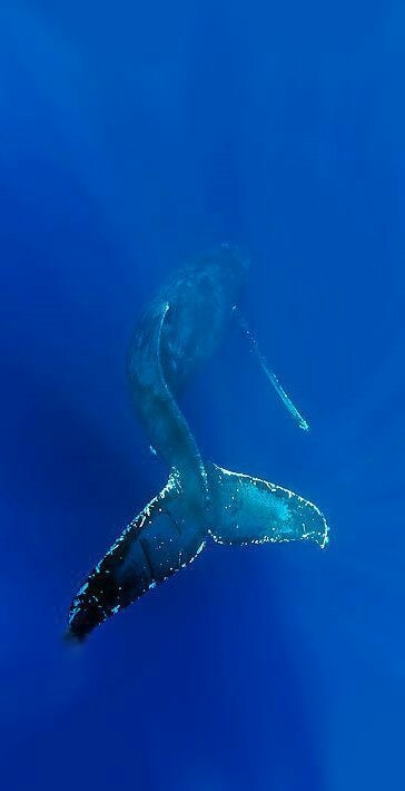 Underwater life