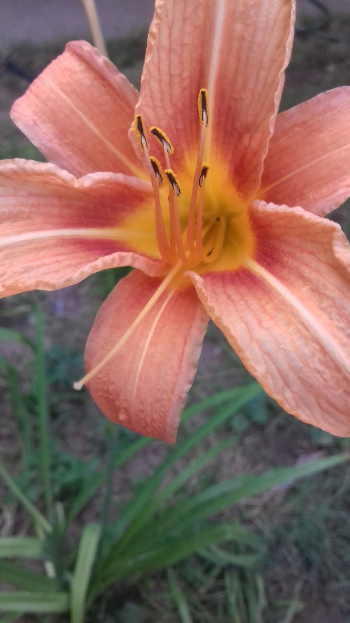 An orange flower