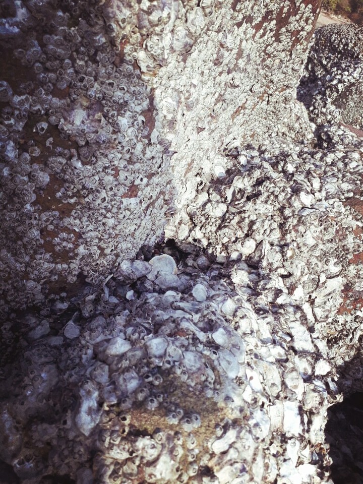 Rock