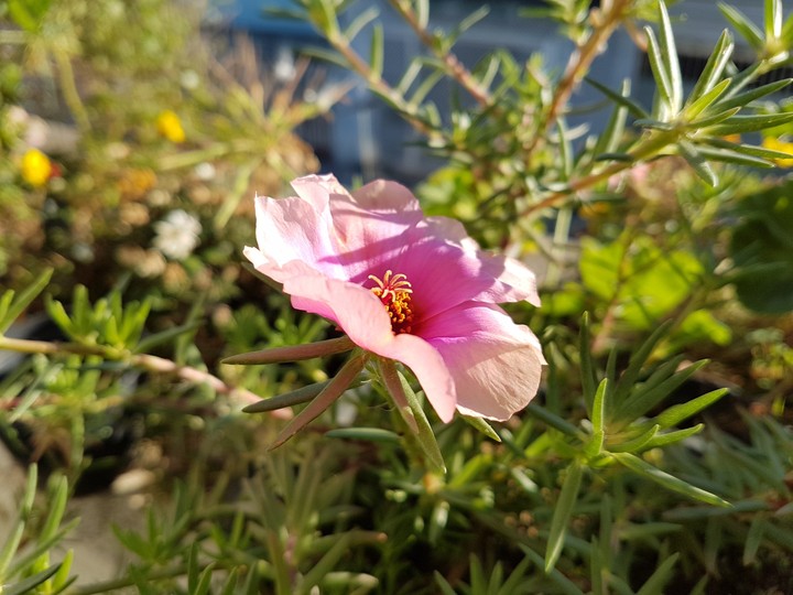 Natureza