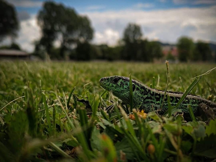 The lizard on nature