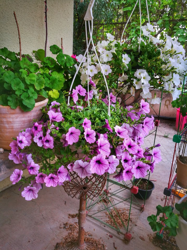 گل اطلسی