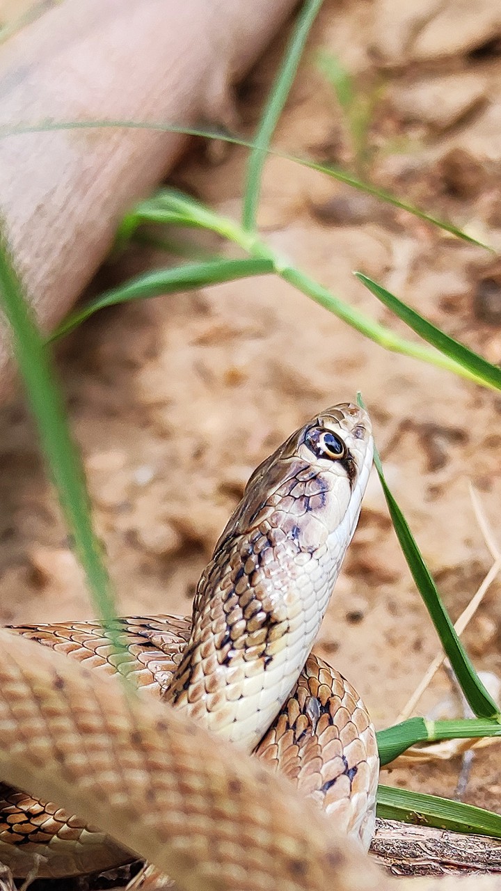 snake