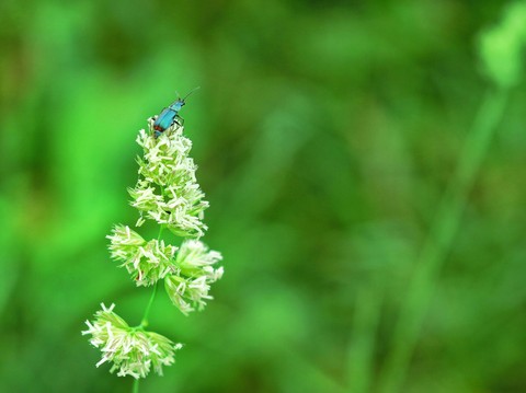 florescenta