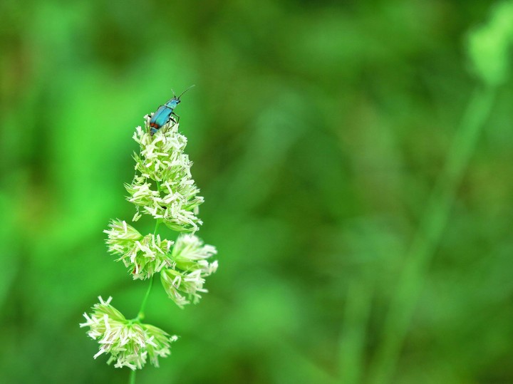 florescenta