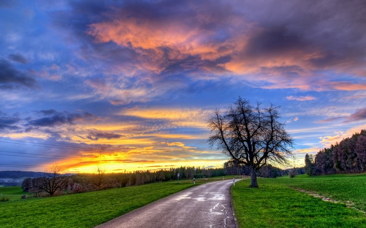 Tree Road Turn Decline Silence
