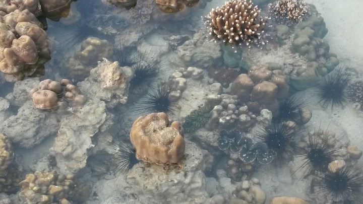 coral