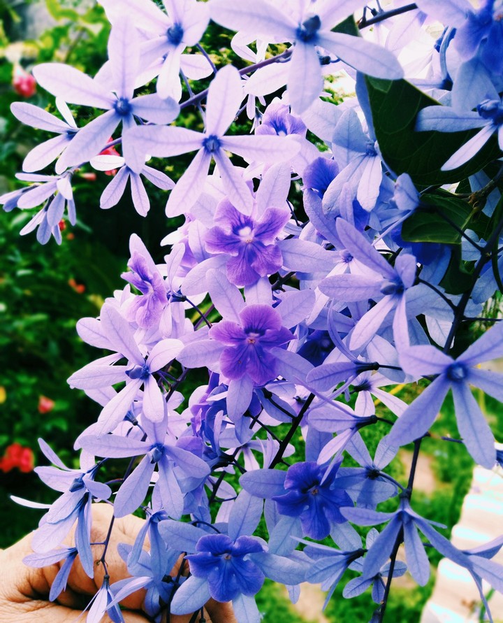 Small purple flowers