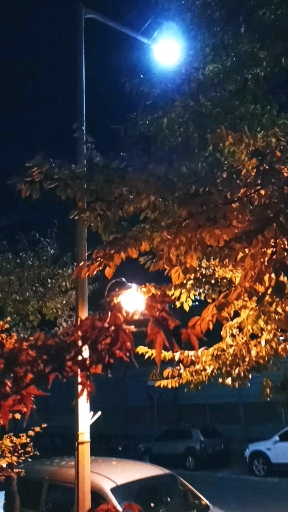 가을밤을 밝히는 외로운 가로등