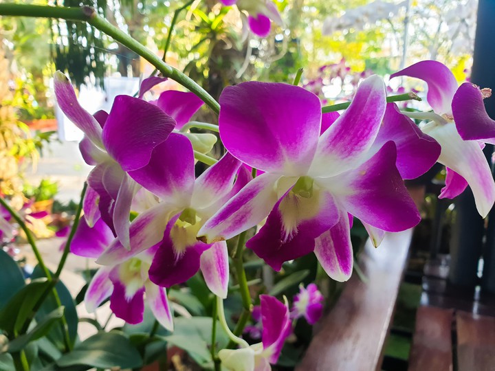 Orchid