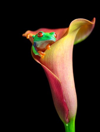 colorful colors