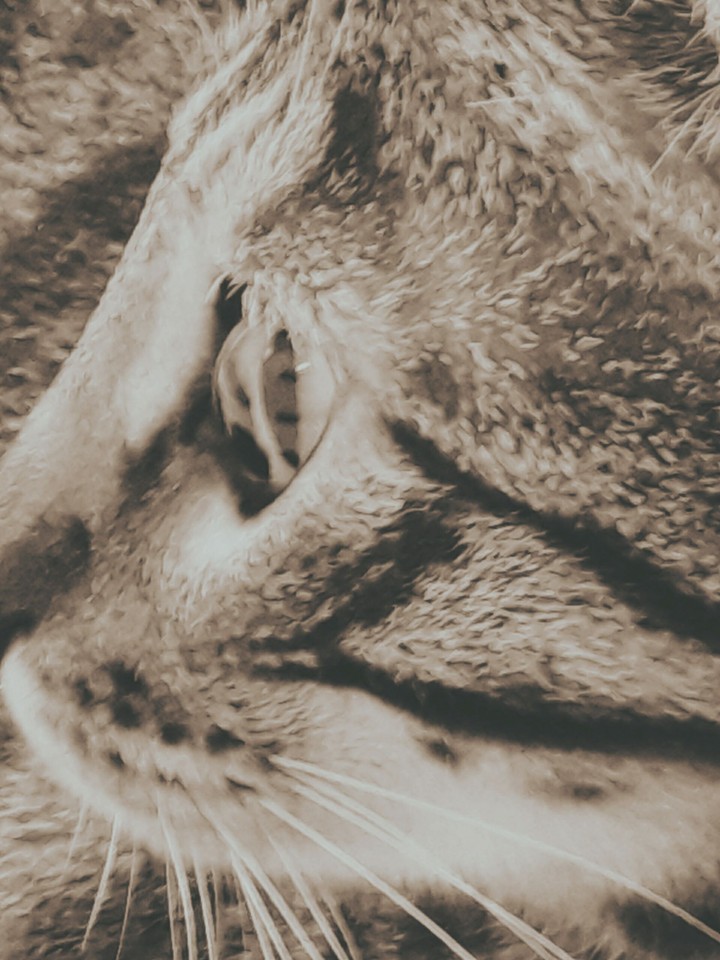 Cat3